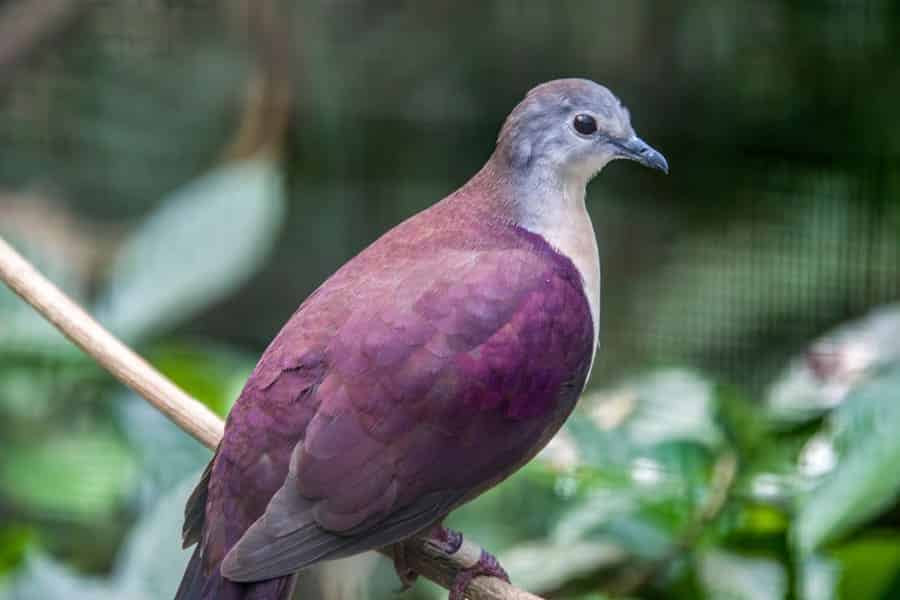 Vanuatu: Santa Cruz Ground Dove