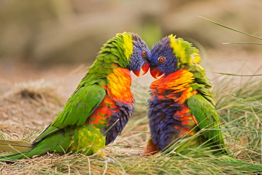 Vanuatu: island birds
